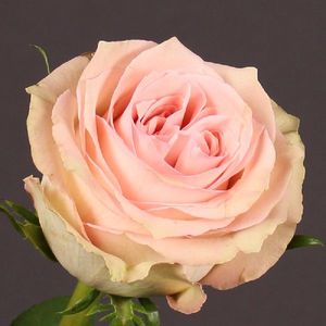 ROSE SWEET ELEGANCE 40